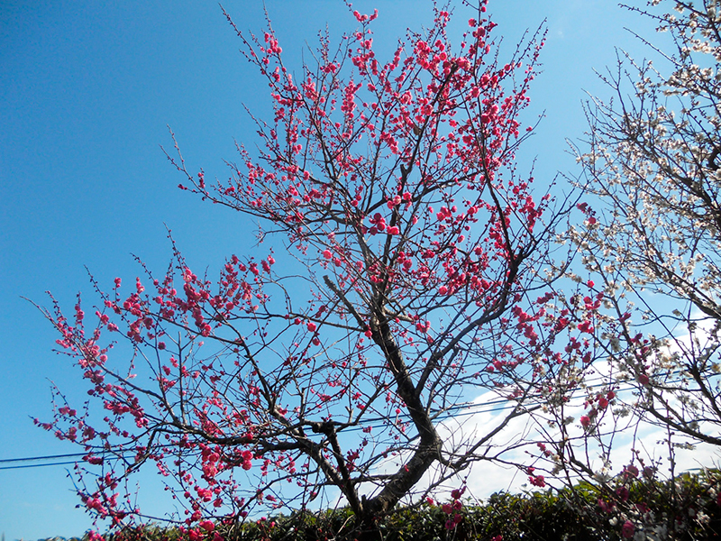 The private garden of Takakazu Nozawa