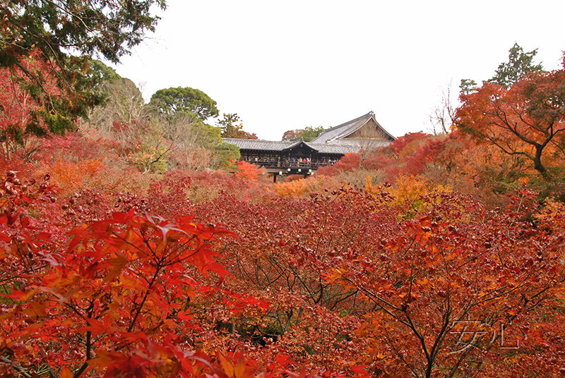 Autumn at Tofuku-ji Temple