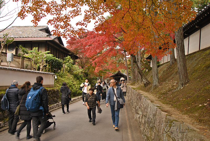 Autumn at Tofuku-ji Temple