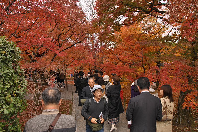 Autumn at Tofuku-ji Temple