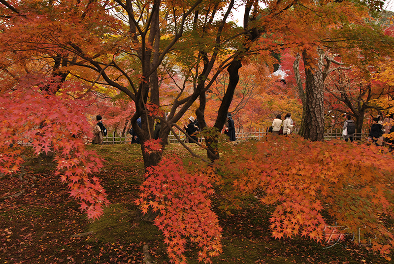 Autumn at Tofuku-ji Temple