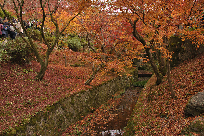 Autumn at Tofuku-ji Temple