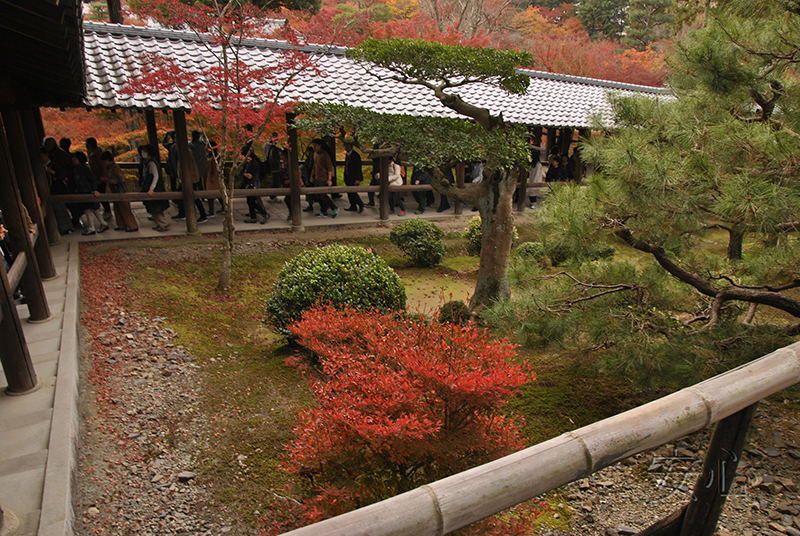 Autumn at Tofuku-ji Temple