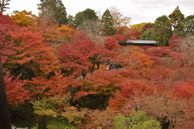 Autumn at Tofuku-ji Temple