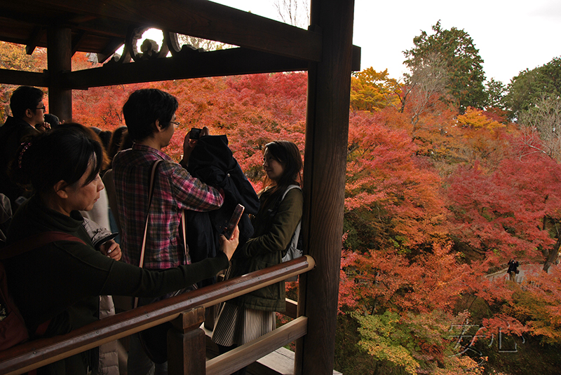 Autumn at Tofuku-ji Temple