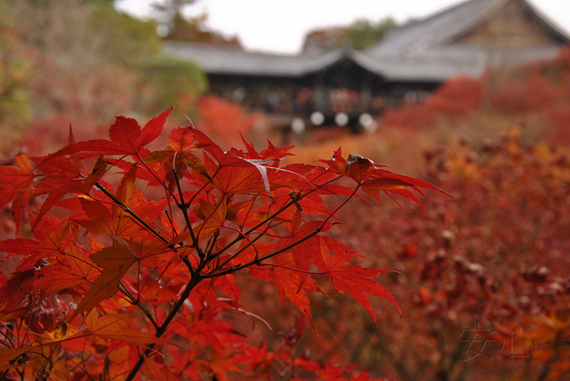 Autumn at Tofuku-ji Temple