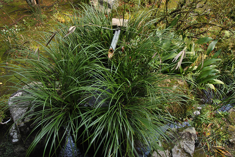 tsukubai in Japanese garden