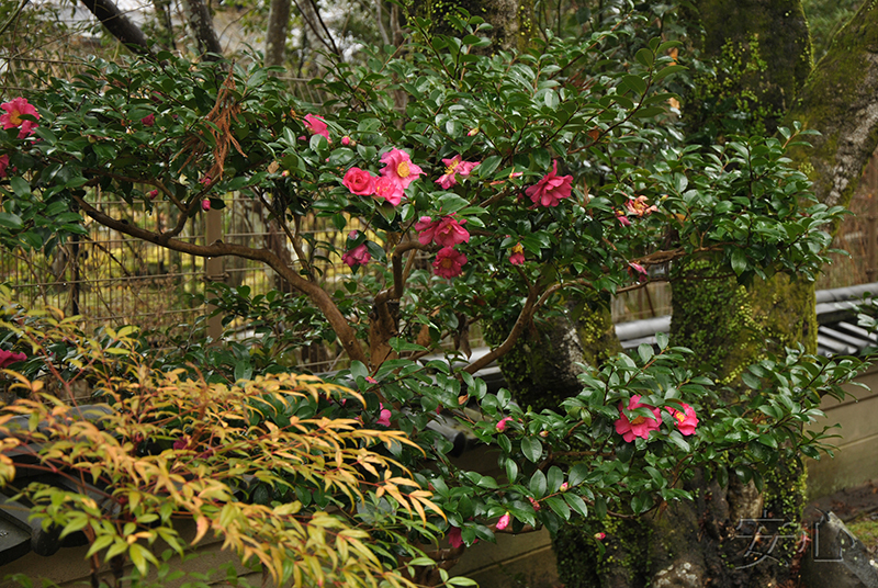 Yoshiki-en Garden