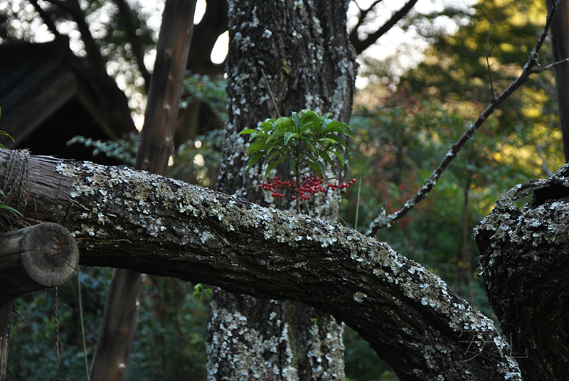 Zuisen-ji Temple Garden